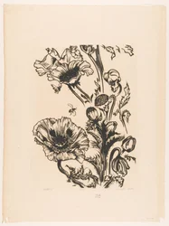 Étude de coquelicots