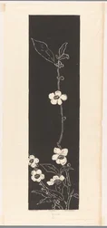 Fleur de thé