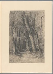 Paysage forestier près de Delden