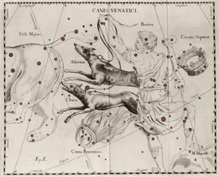 La constellation Canes Venatici, Chiens de chasse. Planche tirée de « Firmamentum Sobiescanum sive Uranographia » par Johannes Hevelius