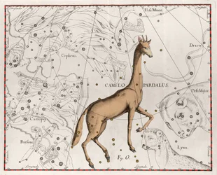 La constellation de la girafe - Planche tirée de « Firmamentum Sobiescanum sive Uranographia » par Johannes Hevelius