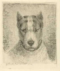 Tête de chien avec collier