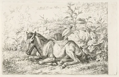 Cheval couché devant quelques plantes