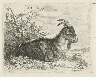 Bouquetin couché