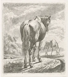 Cheval vu de dos
