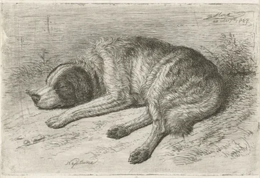 Chien endormi vers la gauche