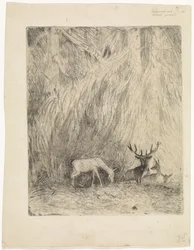 Cerfs dans une forêt bohémienne