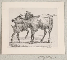 Une chèvre avec son chevreau