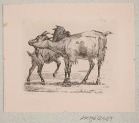 Une chèvre avec son chevreau