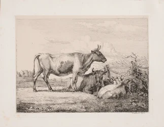 Vaches dans le champ