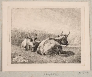 Deux Vaches au Repos