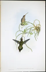 Ermite allié