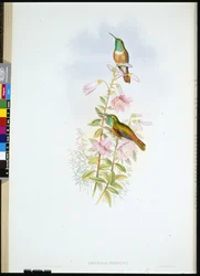 Amazili (Amazilia Pristina)