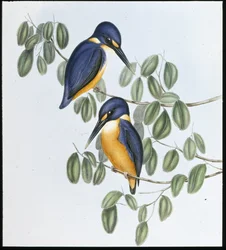 Martin-pêcheur azuré (Alcyone Azurea)
