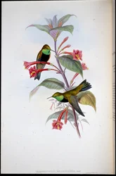 Colibri des Andes à poitrine noire (Oreotrochilus Melanogaster)