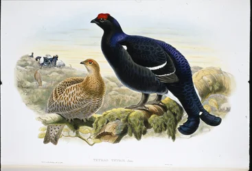 Tétras lyre (Tetrao tetrix)