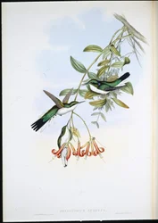 Fée de Cayenne (Heliothryx Auritus)