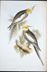 Perruche cacatoès (Nymphicus Novae-Hollandiae)