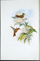 Amazili à bec corail (Amazilia Corallirostris)