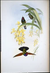 Grenat de De Rham (Lamprolaima Rhami)