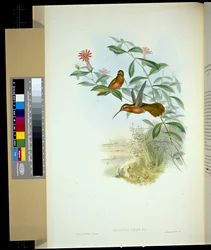 Ermite de Dohrn (glaucus Dohrni)