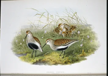 Bécasseau variable (Pelidna Cinclus)