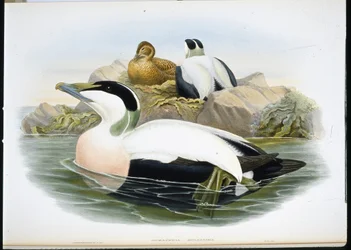 Eider à duvet