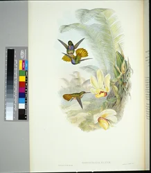Colibri à queue dorée d