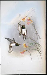 Colibri étoile de colline d