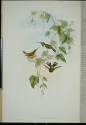 Étoile de bois de Fanny