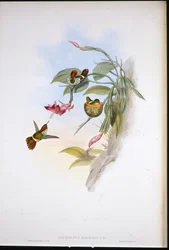 Coquette frangée (Lophornis Magnificus)