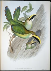 Toucan à bec rainuré vert doré