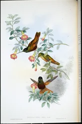 Front doré (Helianthea Eos)