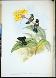 Ange du soleil à gorge