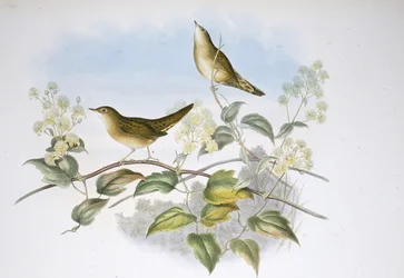 Locustelle tachetée (Locustella Auicula)