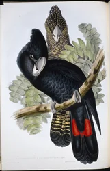 Cacatoès noir à grand bec (Calyptorhynchus macrorhynchus)
