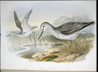 Chevalier aboyeur (Glottis Canescens)