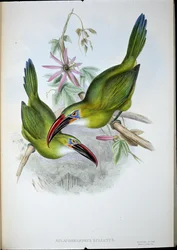 Toucan à bec rainuré (Aulacorhamphus Sulcatus)