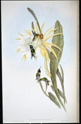 Étoile des bois d