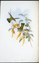Colibri de Humboldt