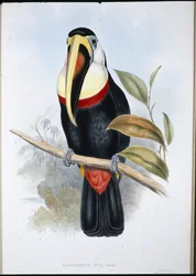 Toucan inca