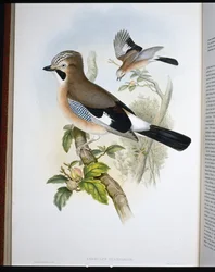 Geai des chênes (Garrulus Glandarius)