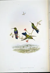 Nymphe des bois de Jelski