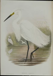 Aigrette garzette (Egretta Garzetta)