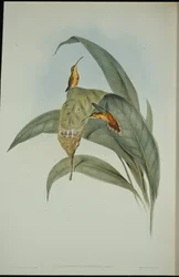 Petit ermite