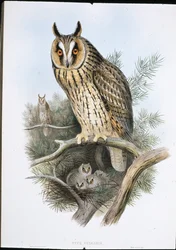 Hibou moyen-duc (Otus Vulgaris)