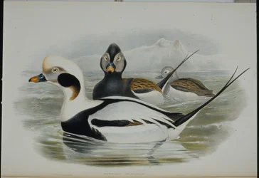 Harelde boréale (Harelda glacialis)