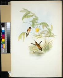 Ermite de Longuemare (Phaethornis Longuemareus)