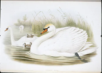 Cygne muet (Cygnus Olor)
