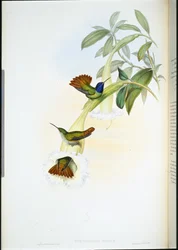 Colibri d